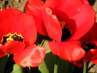 Tulipány